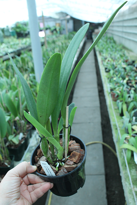 Laeliocattleya Sierra Skies 'Leone'.jpg