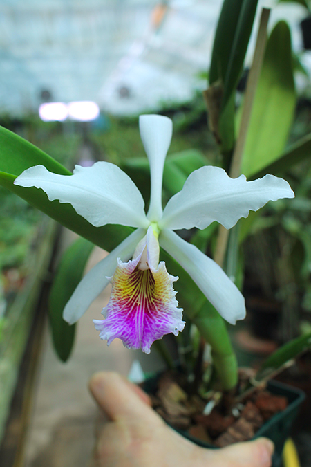 Cattleya The Pearl Semialba (gaskelliana x rex).jpg