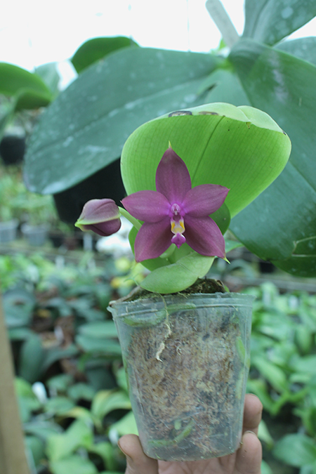 Phalaenopsis Ld's Bear King 'Blue Lip' x LD Purple Bear.jpg