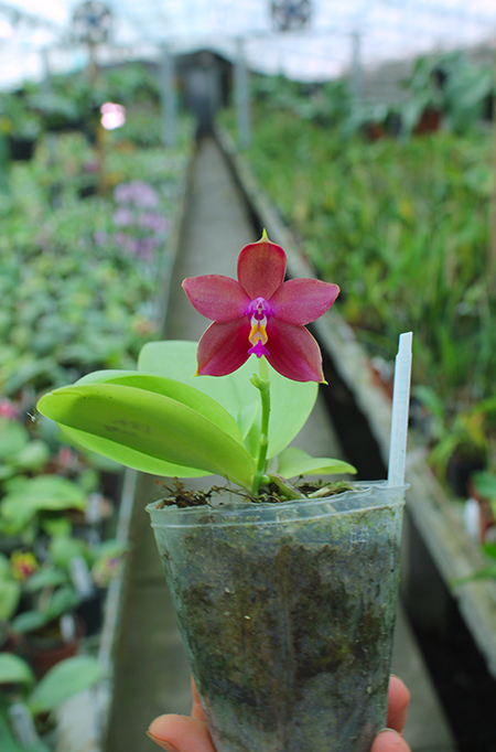 Phalaenopsis Ld's Bear King 'Blue Lip' x LD Purple Bear.jpg