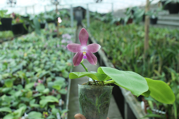 Phalaenopsis LD's Bear King 'YK-10' x spesiosa 'Blue'.jpg