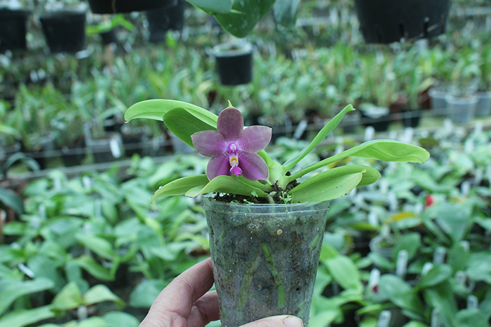 Phalaenopsis Ld's Bear King 'Blue Lip' x LD Purple Bear.jpg