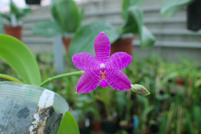 Phalaenopsis Joey x Samera indigo.jpg