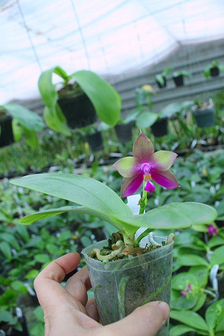 Phalaenopsis Mituo Purple Bear x LD's Bear King.jpg