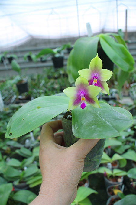Phalaenopsis Mituo Purple Bear x LD's Bear King.jpg