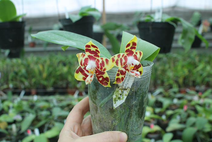 Phalaenopsis Yaphon Nicegirl x Zheng Min Tyrannosaurus.jpg