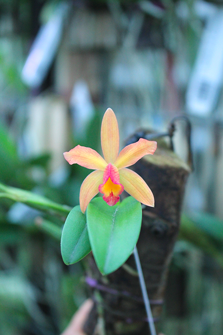 Cattleya luteola x Sophronitis coccinea Yellow.jpg