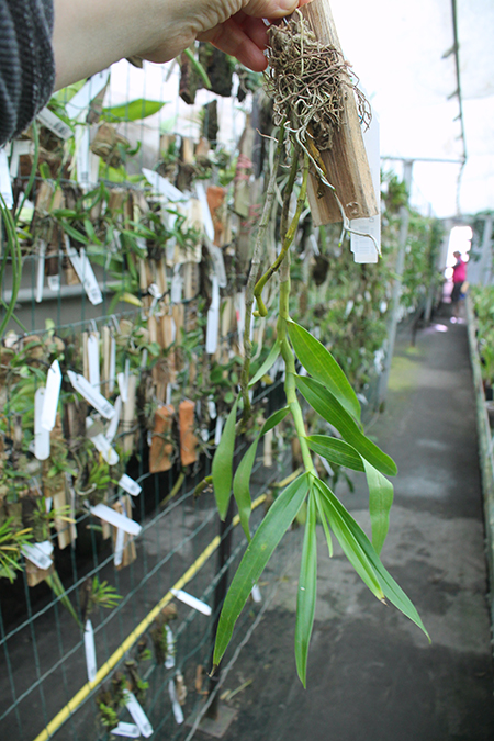 Dendrobium wardianum.jpg