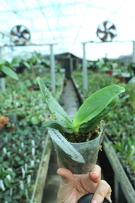 Phalaenopsis KS Super Zebra 'Golden Zebra'.jpg