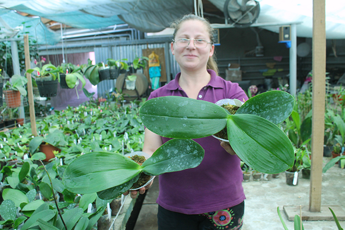 Phalaenopsis LD Giga King.jpg