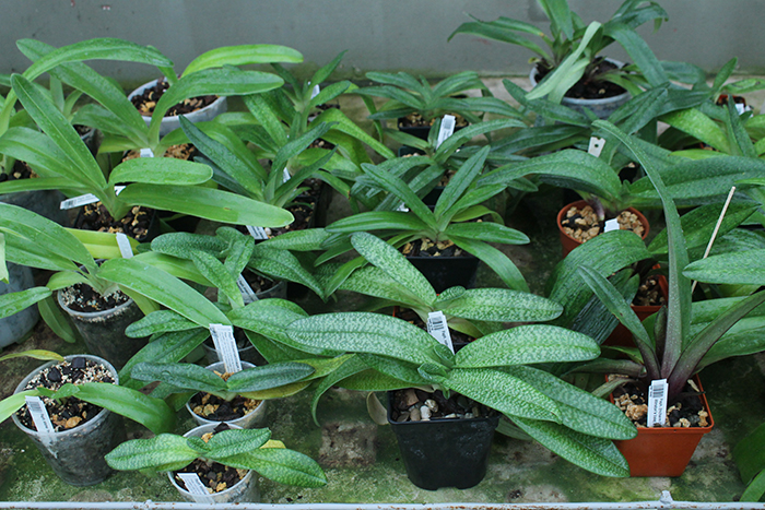 Paphiopedilum species.jpg