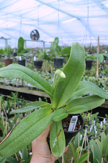 Paphiopedilum White Knight x Ice Age.jpg