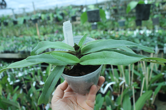 Paphiopedilum charlesworthii x sib.jpg