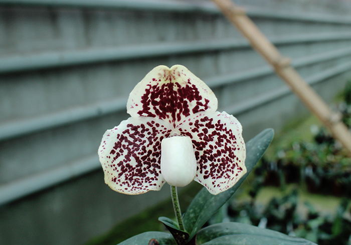 Paphiopedilum godefroyae P738.jpg