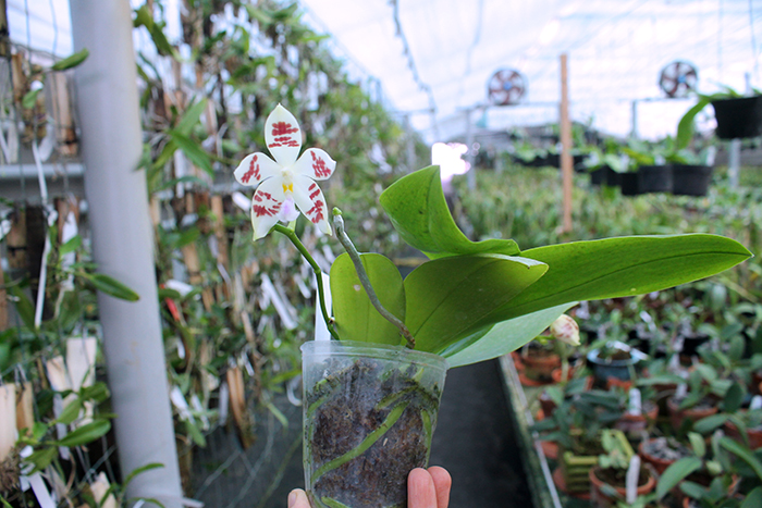 Phalaenopsis (speciosa 'All Purple' x Tzu Chiang Tetralitz).jpg