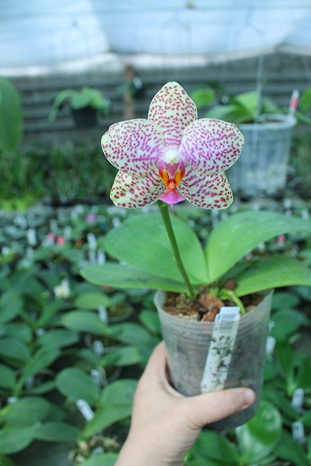 Phalaenopsis Mituo Sun 'Mituo#2' x Ya-Yi Qin.jpg