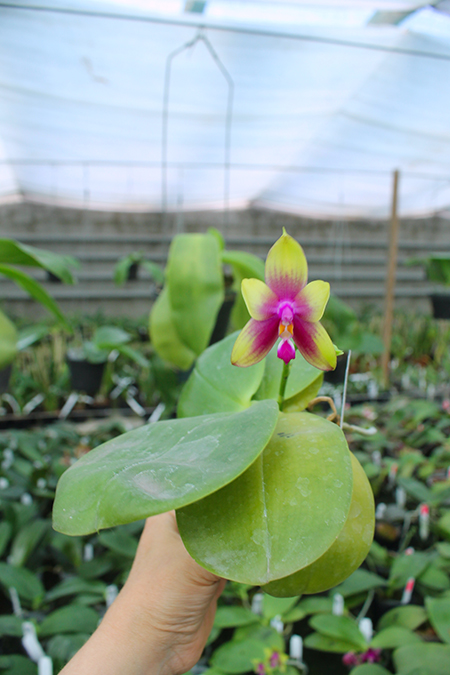 Phalaenopsis Mituo Purple Bear x LD's Bear King.jpg