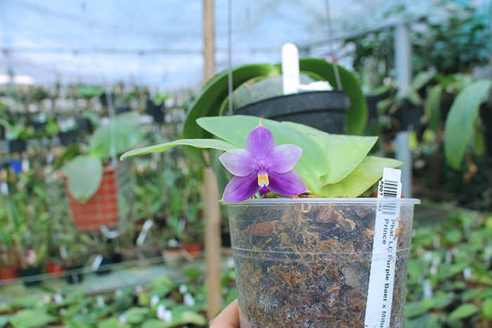 Phalaenopsis LD Purple Bear x Mituo Prince.jpg