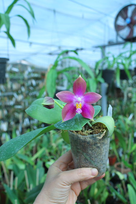 Phalaenopsis tetraspis x Hawaii Dragon Girl.jpg