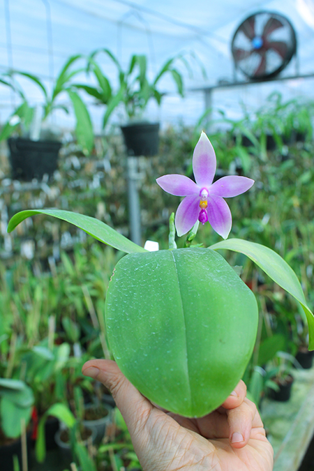 Phalaenopsis tetraspis red x bellina blue.jpg