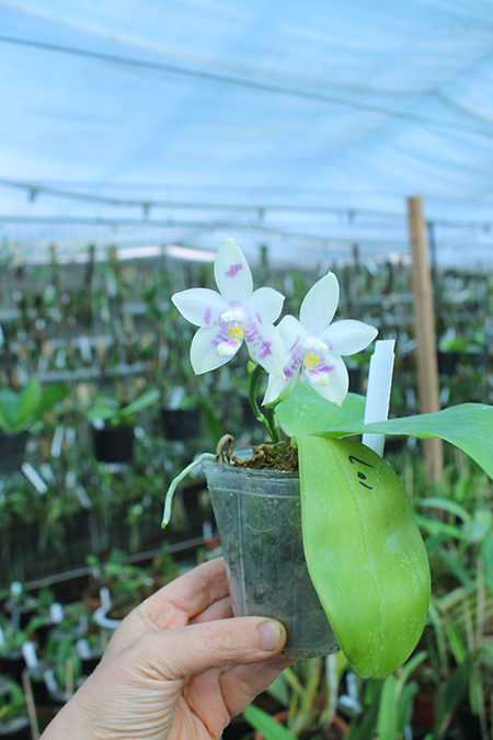 Phalaenopsis Zheng Min Muscadine '323' x speciosa '41-S'.jpg