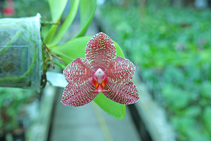 Phalaenopsis Mituo Sun 'Mituo#2' x Ya-Yi Qin.jpg