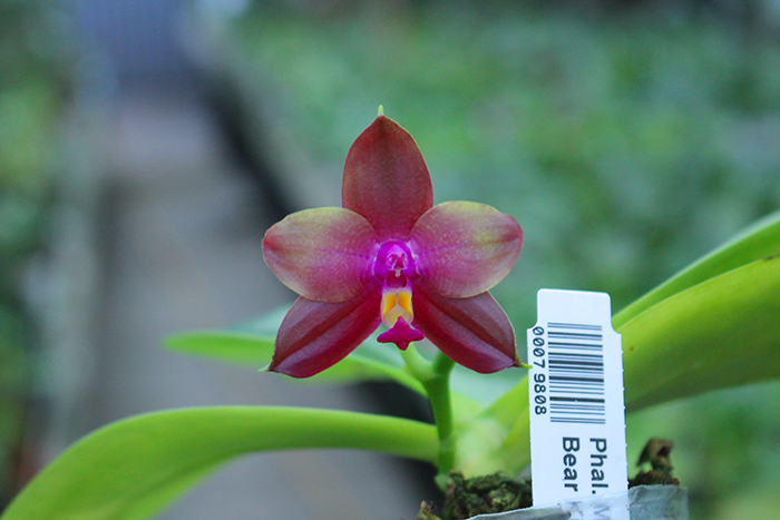 Phalaenopsis Mituo Purple Bear x LD's Bear King.jpg