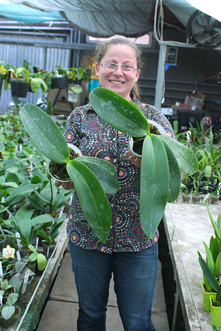 Phalaenopsis Auspice Knight 'KF'.jpg