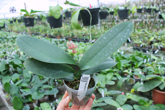 Phalaenopsis Ark's Ray.jpg