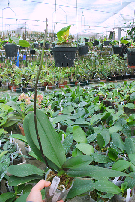 Phalaenopsis Chia Shing Hot Kiss '256'.jpg