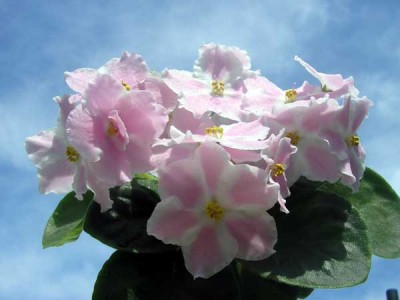 Мамина Улыбка