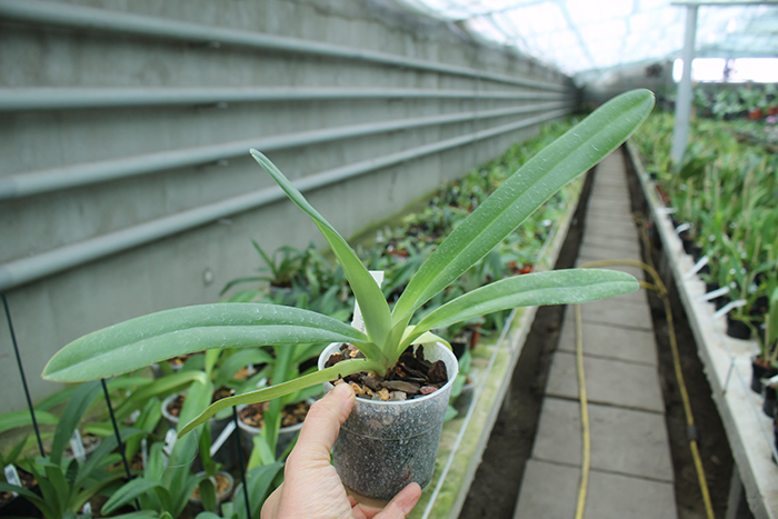 Paphiopedilum stonei x anitum.jpg