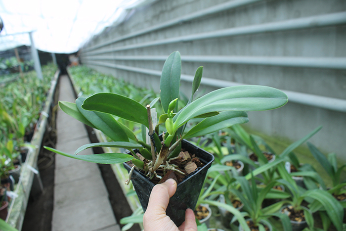 Sophrocattleya Crystelle Smith 'N R'.jpg