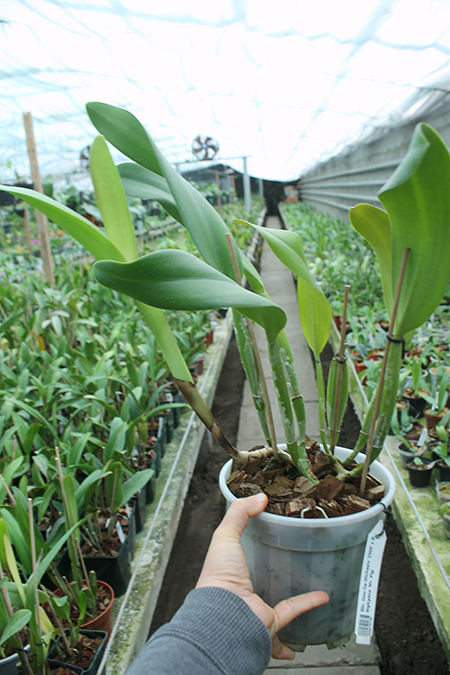 Brassolaeliocattleya Don De Michaels 'Z995' x Brassavola digbyana 'Mr Pig'.jpg