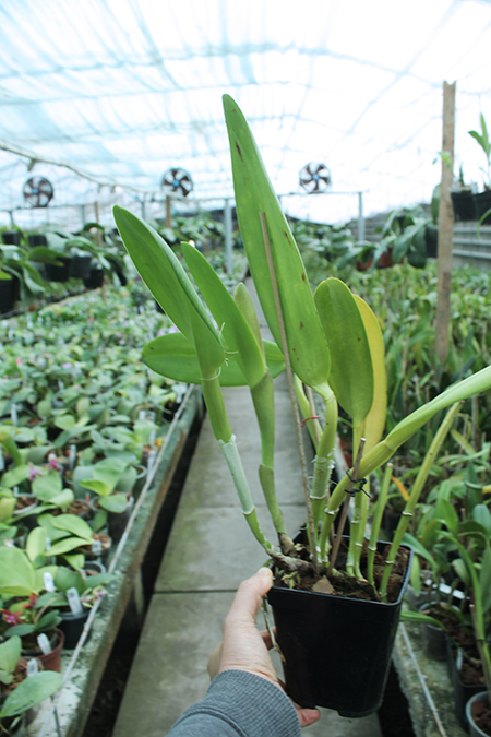 Brassocattleya Duh's White 'Pink Pig'.jpg