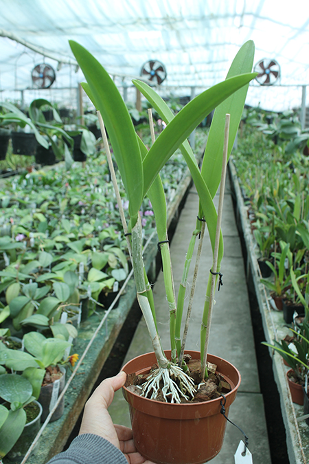 Brassocattleya Golf Green 'Hair Pig' (Cattleya Moscombe x Brassavola digbyana).jpg