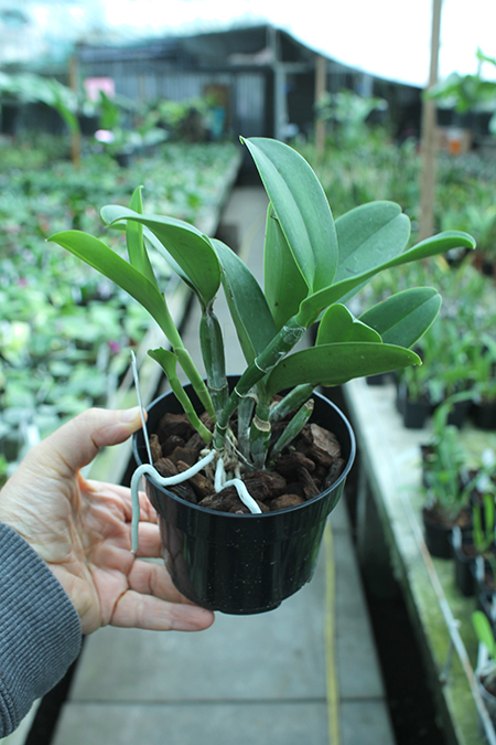 Cattleya violacea semi-alba flamea.jpg