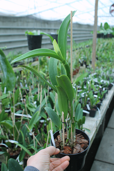 Cattleya Little Fairy 'Yellow Hydrangea'.jpg