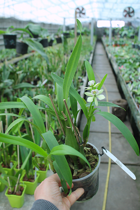 Encyclia radiata.jpg