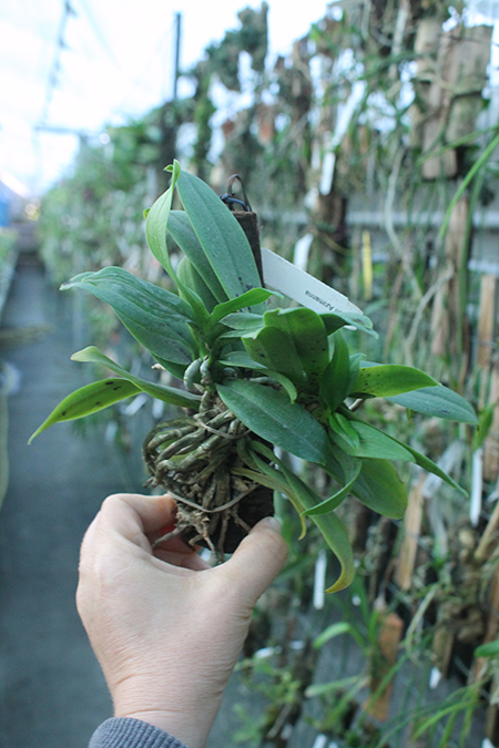 Renanthopsis Azimanna.jpg