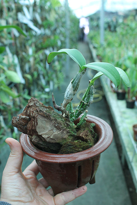 Cattleya nobilior amalie.jpg