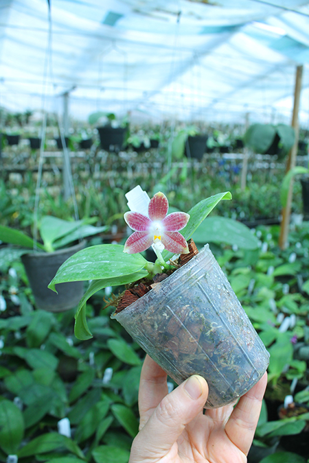 Phalaenopsis Chienlung Zebra.jpg