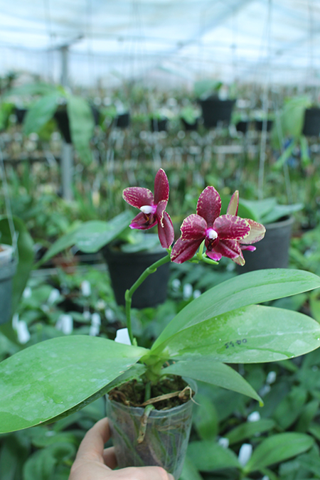 Phalaenopsis Diamond Beauty '1202' x Ld's Bear King 'YK7'.jpg