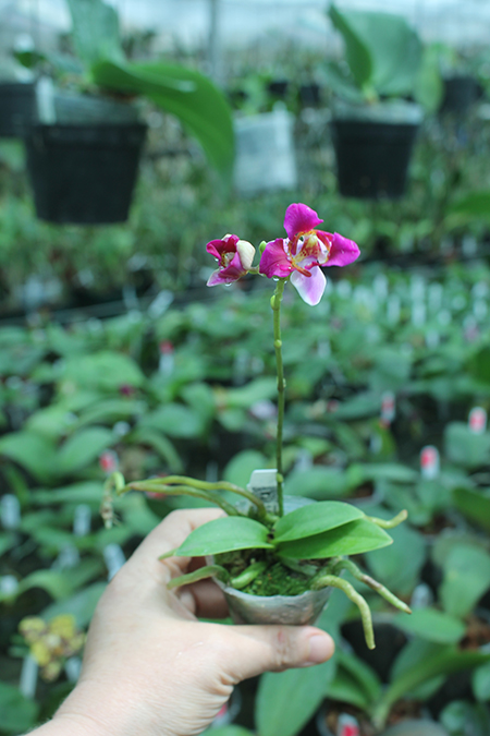 Phalaenopsis equestris var leacopsis 'Anne'.jpg