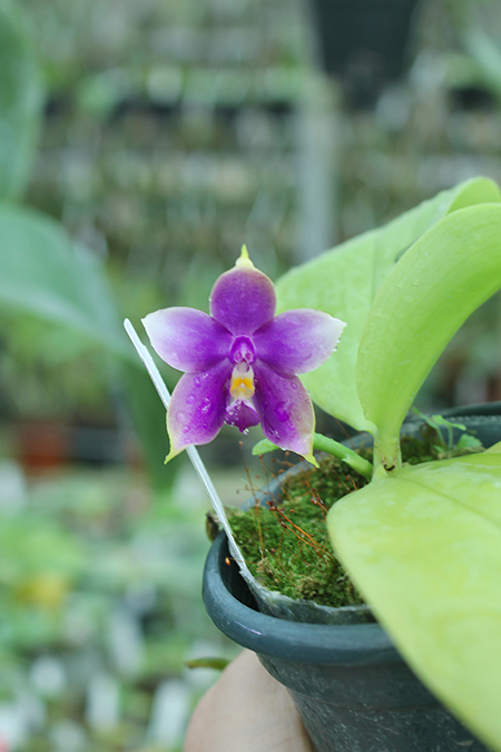 Phalaenopsis LD Purple Bear x Mituo Prince.jpg