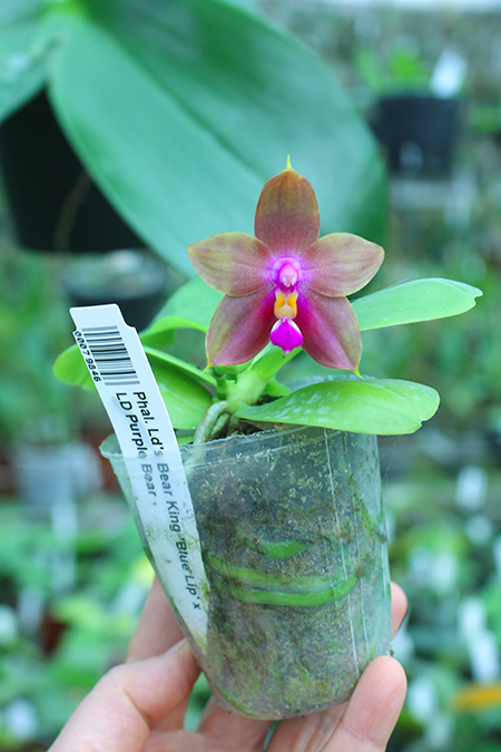 Phalaenopsis Ld's Bear King 'Blue Lip' x LD Purple Bear.jpg
