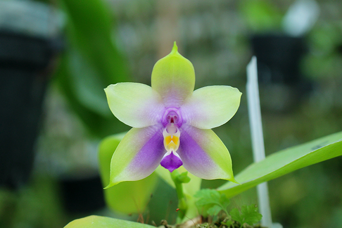 Phalaenopsis LD Purple Bear x Mituo Prince.jpg