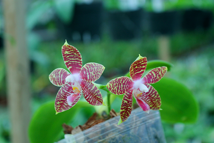Phalaenopsis Zheng Min Tyrannosaurus x Yaphon Sir.jpg