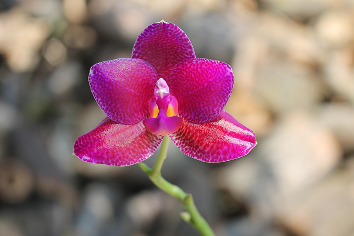 Phalaenopsis Mituo Sun 'Mituo #1' x Ld's Bear King 'YK-10'.jpg