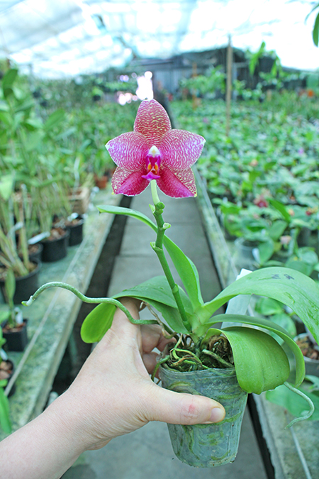 Phalaenopsis Mituo Sun 'Mituo#2' x Mituo King Bellina.jpg